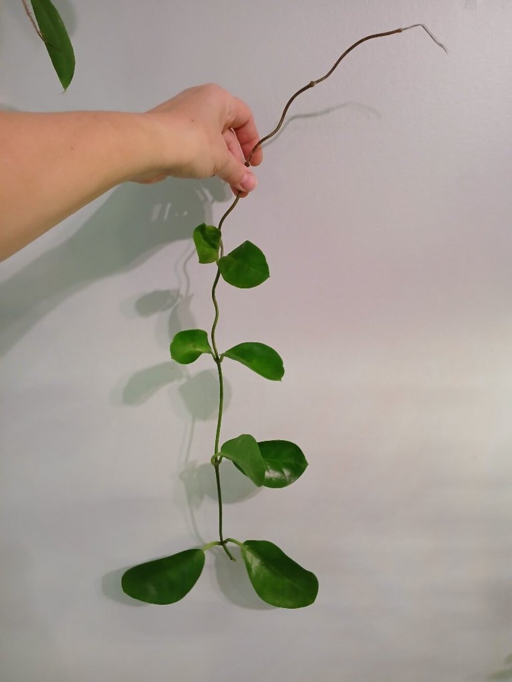 Hoya Australis Lisa Cutting